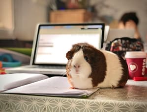 Photo by Dan Barrett - Philanthropeak Coaching white and brown guinea pig on white paper - ADHD Distraction